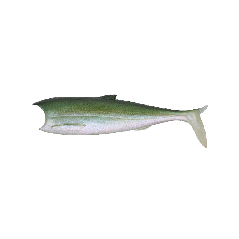 Leurre souple Sakura Breizh Shad 82-123mm - Image 5