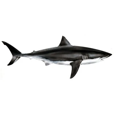 Sticker White Shark